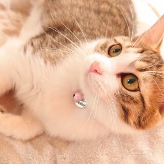 【7/18譲渡会参加予定】おっとり温厚★まいたけ君