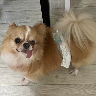 交渉中　チワワの甘えん坊の男の子です。