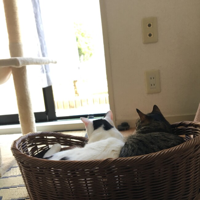 ひめねこ（himeneko0130）のカバー写真