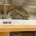 カブトニオイガメの里親さん募集