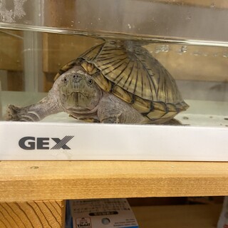 カブトニオイガメの里親さん募集