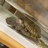 カブトニオイガメの里親さん募集 サムネイル2