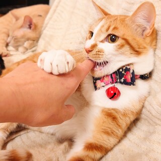 【7/18譲渡会参加予定】食いしん坊なオータニ君