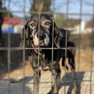 シニア犬、プロットハウンドの女の子ひばりちゃん
