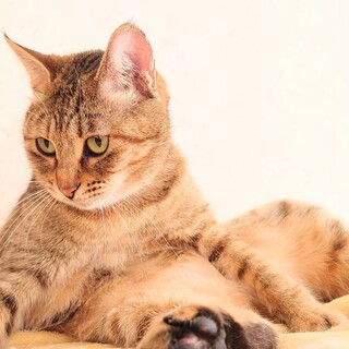 【2/5譲渡会参加予定】甘えんぼ♡撫子ちゃん