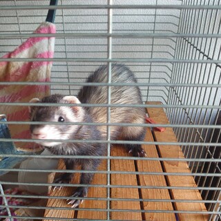 急募!!かわいいフェレット(里親が決まりました)
