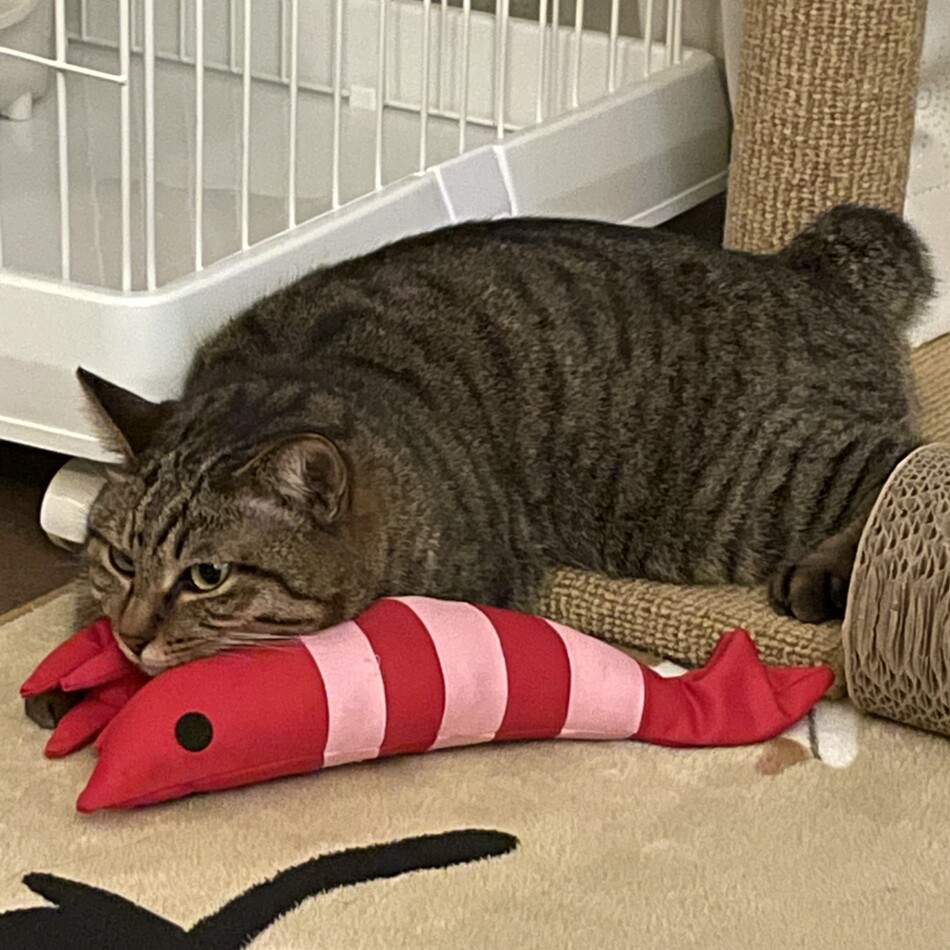 あいのカバー写真