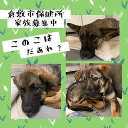 「倉敷市保健所ワンコクイズ→全頭譲渡決定！」サムネイル1
