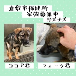 「倉敷市保健所ワンコクイズ→全頭譲渡決定！」サムネイル2