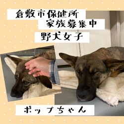 「倉敷市保健所ワンコクイズ→全頭譲渡決定！」サムネイル3