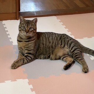 【急募】約12ヶ月の成猫の募集