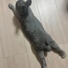 みやーんん