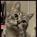 メスのサバトラ成猫 里親募集