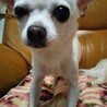 スムースチワワのバニラです❤️ サムネイル2