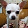 スムースチワワのバニラです❤️ サムネイル3