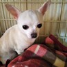 スムースチワワのバニラです❤️ サムネイル4