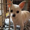 スムースチワワのバニラです❤️ サムネイル5