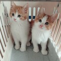 茶白の兄弟ホワイト君とブラウン君2匹で！