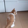 茶白の兄弟ホワイト君とブラウン君2匹で！ サムネイル5