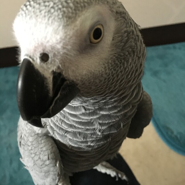 木ノ葉丸のカバー写真