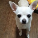 スムースチワワのバニラです❤️