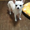スムースチワワのバニラです❤️ サムネイル6