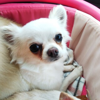 ロングコートチワワのひなです❤️