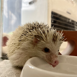 男前のハリネズミくん