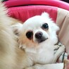 ロングコートチワワのひなです❤️ サムネイル2