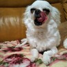 ロングコートチワワのひなです❤️ サムネイル3