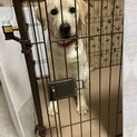 ☆ラブラドール・レトリバー☆5ヶ月子犬