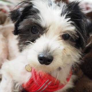 「おひな」女の子