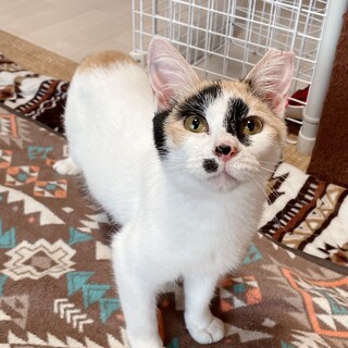 【3/27千葉譲渡会】人慣れ抜群♥三毛のみこちゃん