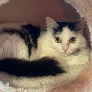 ふわふわ美人 シフォンちゃんです