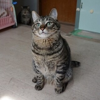 【動画】フワフワ毛並みの男の子☆１歳