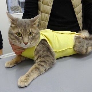 【動画】甘えん坊な男の子☆圧迫排尿が必要です