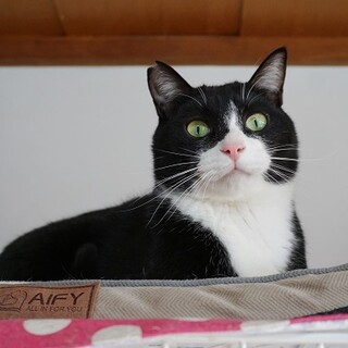 【動画】白黒タキシード模様がステキな男の子