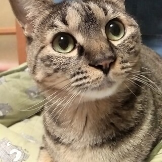 元気印！『ベリー』ちゃん♀