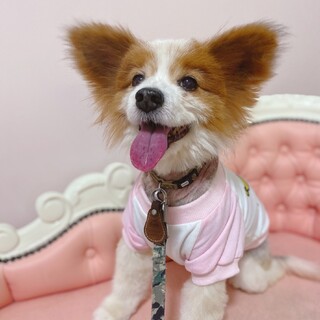 心に深い傷…撫でられるのが大好きなパピヨンの男の子