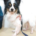 パピヨン 推定４～５歳★パールちゃん　繁殖引退犬