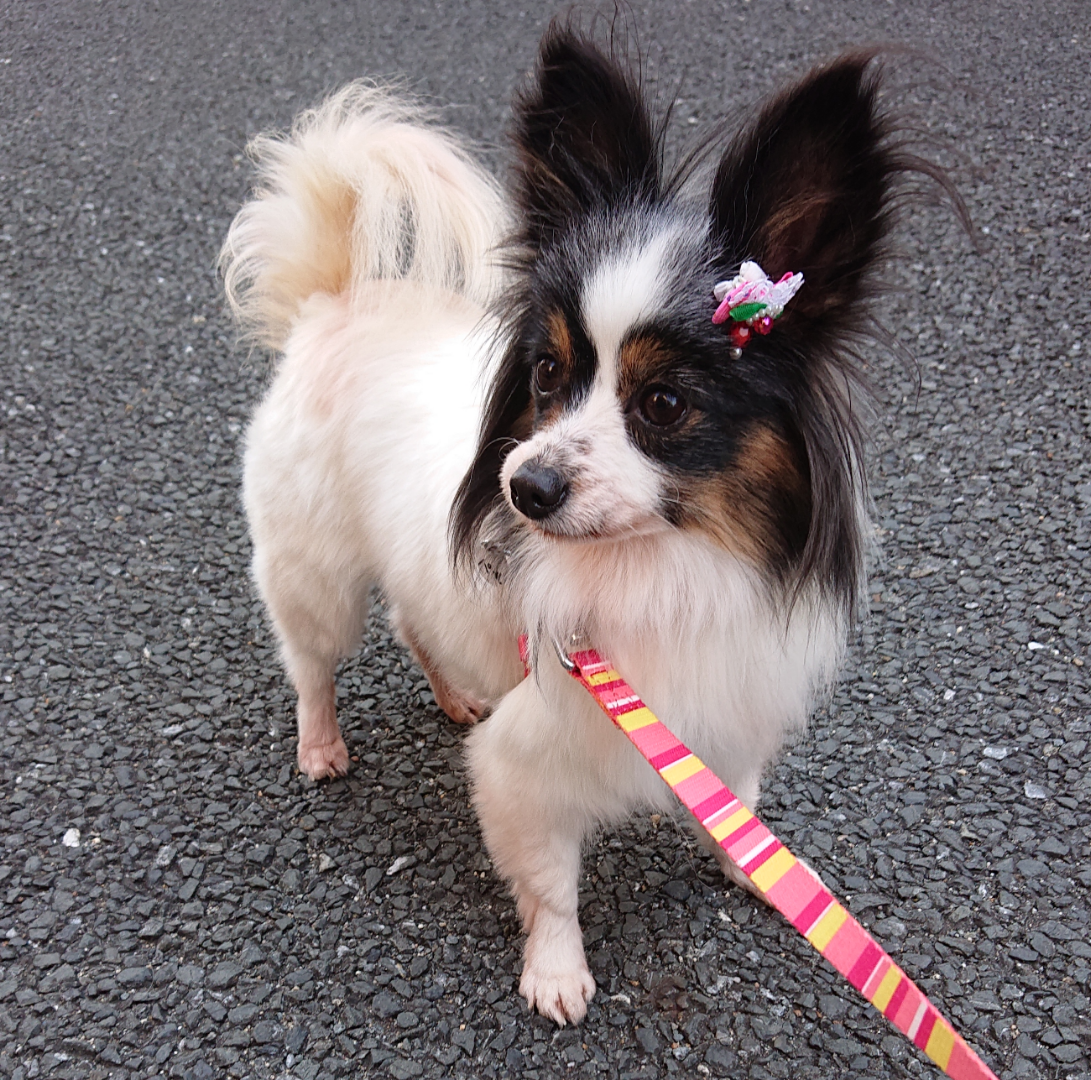 パピヨン 推定4～5歳☆」大阪府 - 犬の里親募集(406559) 4枚目の