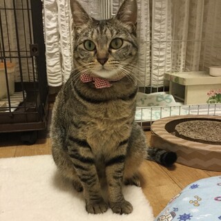 人馴れ、性格抜群！頑張り屋の母猫まいちゃん