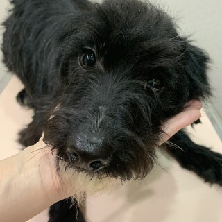 ２歳のMIX男の子