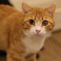 沖縄からきた茶白のジジくん♪温厚で優しい男の子☆