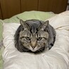 のんのろ