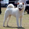 紀州犬　展覧会引退犬 サムネイル2