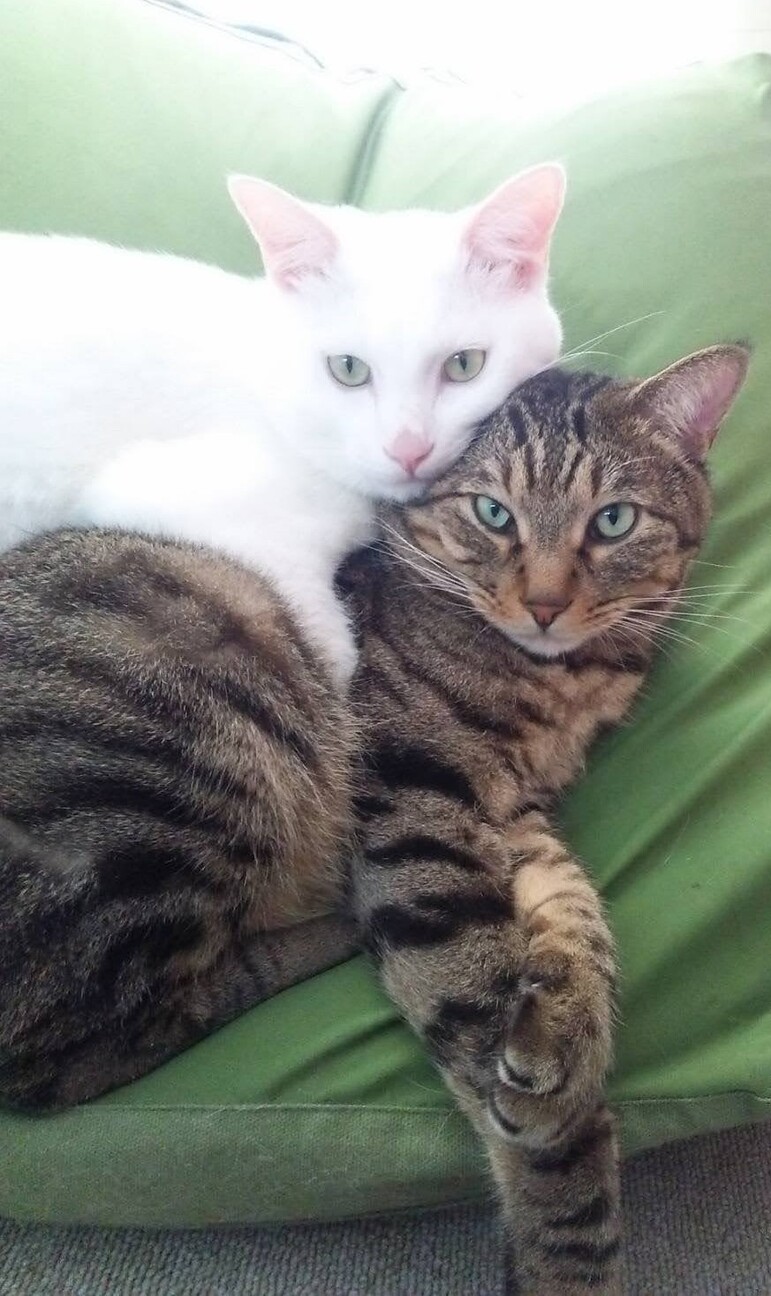 穏やかな性格の白猫の男の 千葉県 猫の里親募集 ペットのおうち 月間利用者150万人 穏やかな性格の白猫の男の 千葉県 猫の里親募集 ペットのおうち 月間利用者150万人