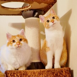 ワンにゃん幸せ探し（譲渡会）