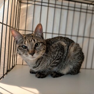 【クララ】小柄な膝乗りの女の子