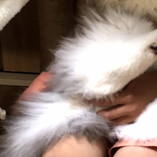 ミヌエット＊長毛で元気な男の子です！去勢済みです！